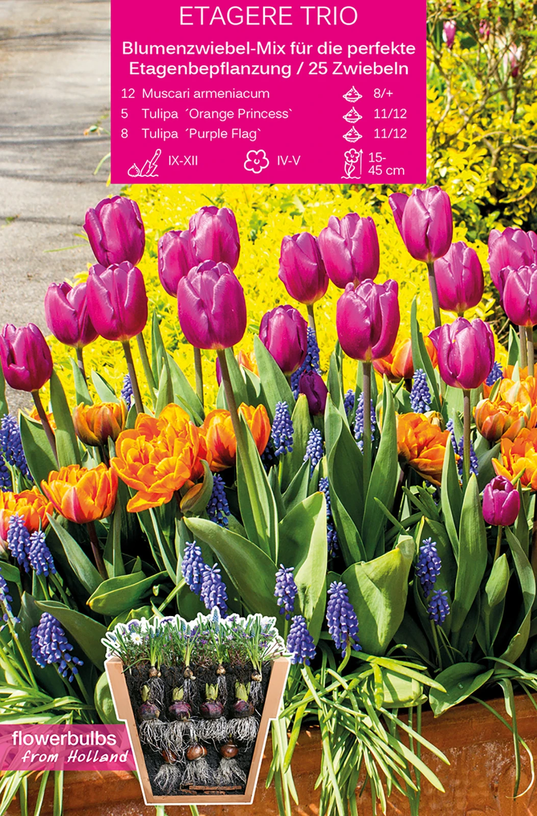 Etagere Trio (25 Stück) | Blumenzwiebelmischungen Von Young Generation 3 Etagere Trio (25 Stück) | Blumenzwiebelmischungen Von Young Generation