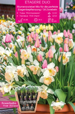 Etagere Duo (16 Stück) | Blumenzwiebelmischungen Von Young Generation