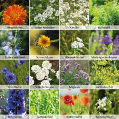 Wildbienen - Weide Im 1 L Eimer | Bienenwiese Von N.L. Chrestensen 12 Wildbienen - Weide Im 1 L Eimer | Bienenwiese Von N.L. Chrestensen -Elho Compo Geschaft 540519 Wildbienen Weide im 1 l Eimer 1