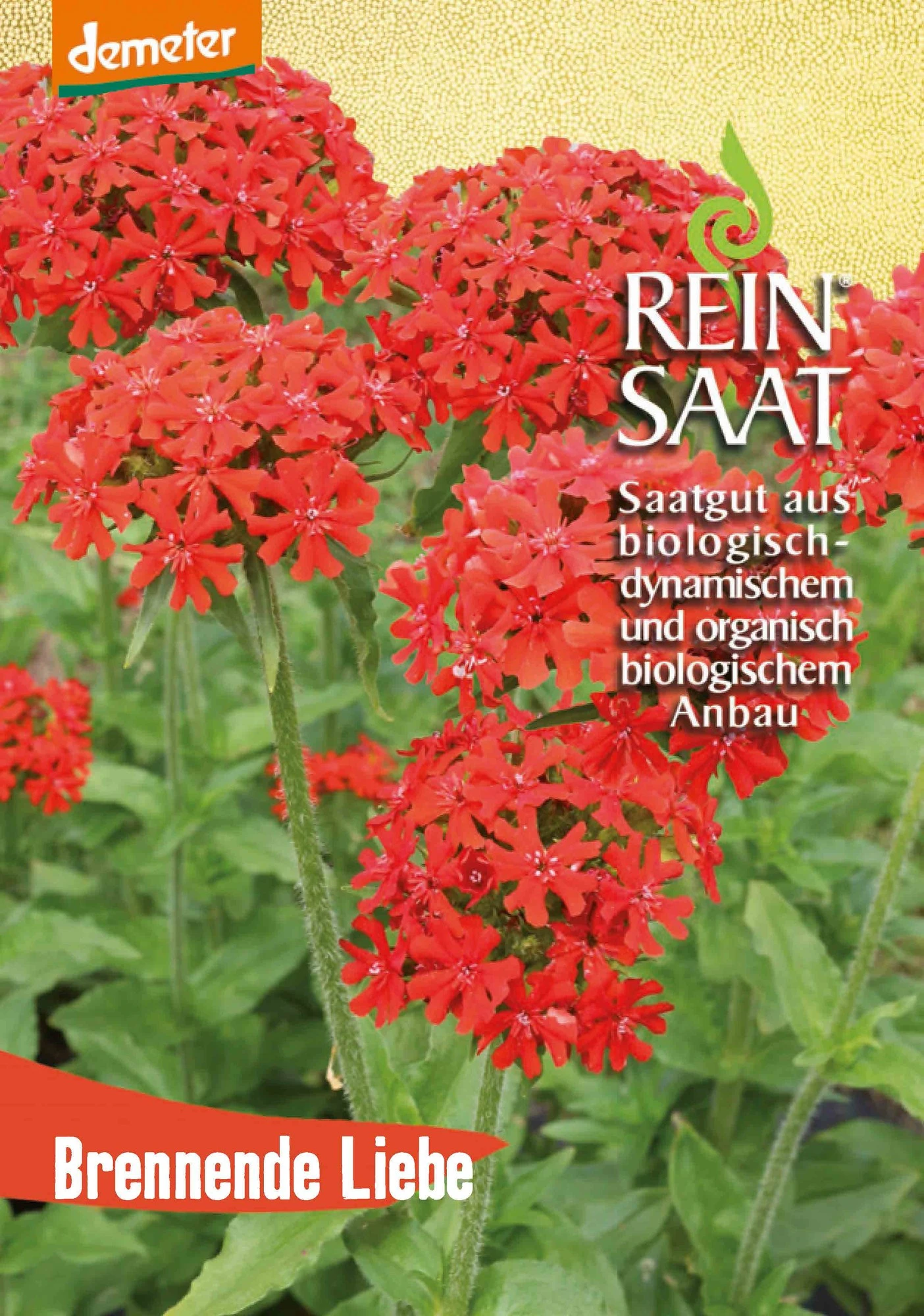 Brennende Liebe | BIO Nelkensamen Von Reinsaat 2 Brennende Liebe | BIO Nelkensamen Von Reinsaat