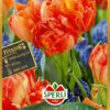 Tulpe Monte Orange (7 Stück) | Tulpenzwiebeln Von Sperli 1 Tulpe Monte Orange (7 Stück) | Tulpenzwiebeln Von Sperli -Elho Compo Geschaft 540703 Tulpe Monte Orange 7 Stueck 451085 0