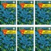 Vergissmeinnicht 10er Pack | Vergissmeinnichtsamen Von Frankonia Samen -Elho Compo Geschaft 540822 Vergissmeinnicht 10er Pack