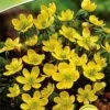 Eranthis Cilicica (Winterling) (15 Stück) | Blumenzwiebeln Von Quedlinburger -Elho Compo Geschaft 540837 Eranthis Cilicica Winterling 15 Stueck 308297 qb 0