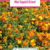 Blumenwiese Mini-Teppich Orient (100 G) | Blumensamen Von Bertrand -Elho Compo Geschaft 540952 Blumenwiese Mini Teppich Orient 100 g