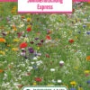 Blumenwiese Sommermischung Express (100 G) | Blumensamen Von Bertrand -Elho Compo Geschaft 540956 Blumenwiese Sommermischung Express 100 g