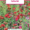 Blumenwiese Farbton Rot (100 G) | Blumensamen Von Bertrand -Elho Compo Geschaft 540983 Blumenwiese Farbton Rot 100 g
