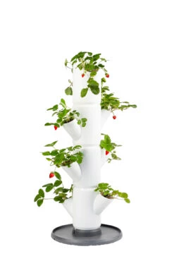 Sissi Strawberry Erdbeerturm Starter Weiß (4 Etagen) | Erdbeertürme Von Gusta Garden -Elho Compo Geschaft 543337 Sissi Strawberry Erdbeerturm starter weiss 4 Etagen