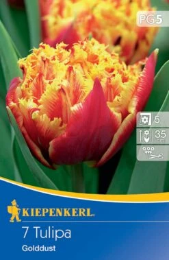 Gefranste Tulpe Golddust (7 Stück) | Tulpenzwiebeln Von Kiepenkerl