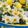 Tulpen-Narzissen-Mischung Sunny Clouds (10 Stück) | Tulpenzwiebeln Von Kiepenkerl -Elho Compo Geschaft 543948 Tulpen Narzissen Mischung Sunny Clouds 10 Stueck 506459 0