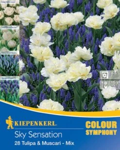 Colour Symphony Sky Sensation (28 Stück) | Blumenzwiebelmischungen Von Kiepenkerl -Elho Compo Geschaft 543949 Colour Symphony Sky Sensation 28 Stueck 545502 0