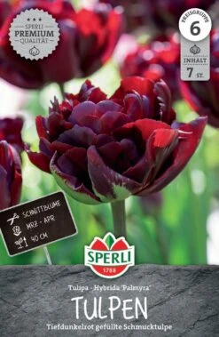 Tulpe Palmyra (7 Stück) | Tulpenzwiebeln Von Sperli