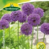 Allium Purple Sensation (18 Stück) | Alliumzwiebeln Von Quedlinburger -Elho Compo Geschaft 546147 Allium Purple Sensation 308358 qb 0