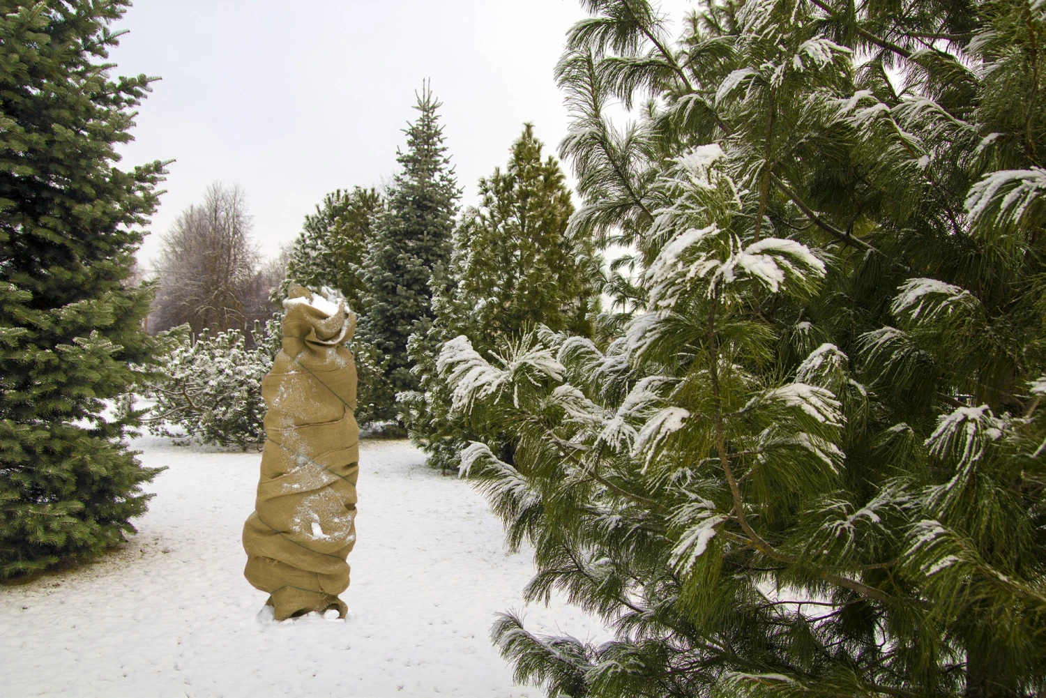 Jute-Schutzgewebe Natur (100x500 Cm) | Winterschutz Von Gardissimo 3 Jute-Schutzgewebe Natur (100x500 Cm) | Winterschutz Von Gardissimo