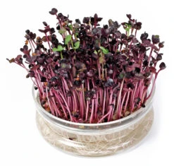 Keimschale | Anzuchtschalen Von FLORTUS 9 Keimschale | Anzuchtschalen Von FLORTUS -Elho Compo Geschaft 547670 FLORTUS Keimschale 2000 0406 1