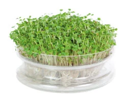 Keimschale | Anzuchtschalen Von FLORTUS 11 Keimschale | Anzuchtschalen Von FLORTUS -Elho Compo Geschaft 547670 FLORTUS Keimschale 2000 0406 2