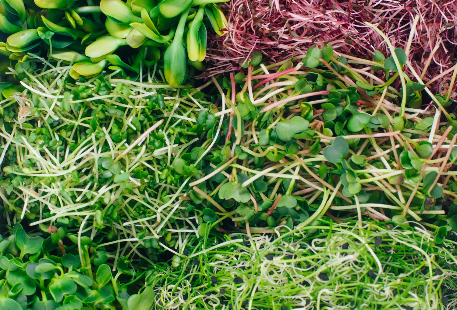 Keimschale | Anzuchtschalen Von FLORTUS 3 Keimschale | Anzuchtschalen Von FLORTUS