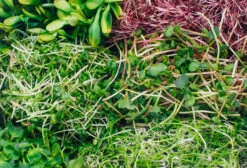 Sprossenglas (425 Ml) | Anzuchtschalen Von FLORTUS -Elho Compo Geschaft 547671 Sprossenglas 2000 0407 6