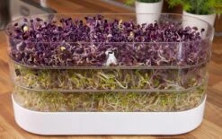 Sprossenturm | Keimgerät Von FLORTUS -Elho Compo Geschaft 547673 FLORTUS Sprossenturm 2000 0409 5