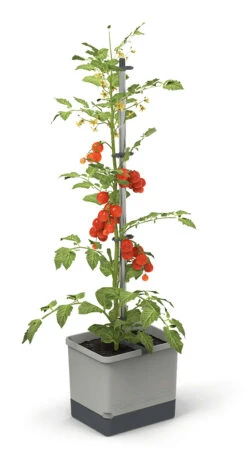 Tom Tomato Tomatentopf Hellgrau | Tomatentöpfe Von Gusta Garden -Elho Compo Geschaft 547957 Tom Tomato Hellgrau