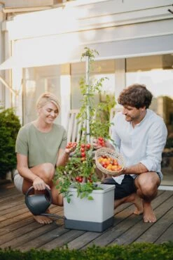 Tom Tomato Tomatentopf Hellgrau | Tomatentöpfe Von Gusta Garden -Elho Compo Geschaft 547957 Tom Tomato Hellgrau 6