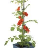 Tom Tomato Tomatentopf Blau | Tomatentöpfe Von Gusta Garden -Elho Compo Geschaft 547959 Tom Tomato Blau