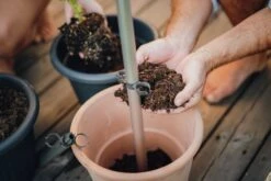 Tomato Buddy Tomatenrankhilfe | Rankhilfen Von Gusta Garden -Elho Compo Geschaft 547960 Tomato Buddy 5