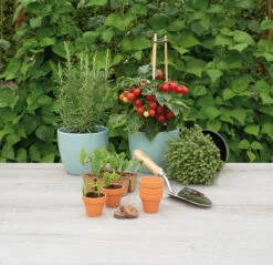 5 X 5,7 Cm Terracotta Töpfe (9 Stück) | Anzuchttöpfe Von Sogo -Elho Compo Geschaft 548518 5 x 5 7 cm Terracotta Toepfe 9 Stueck 887322 sg 3