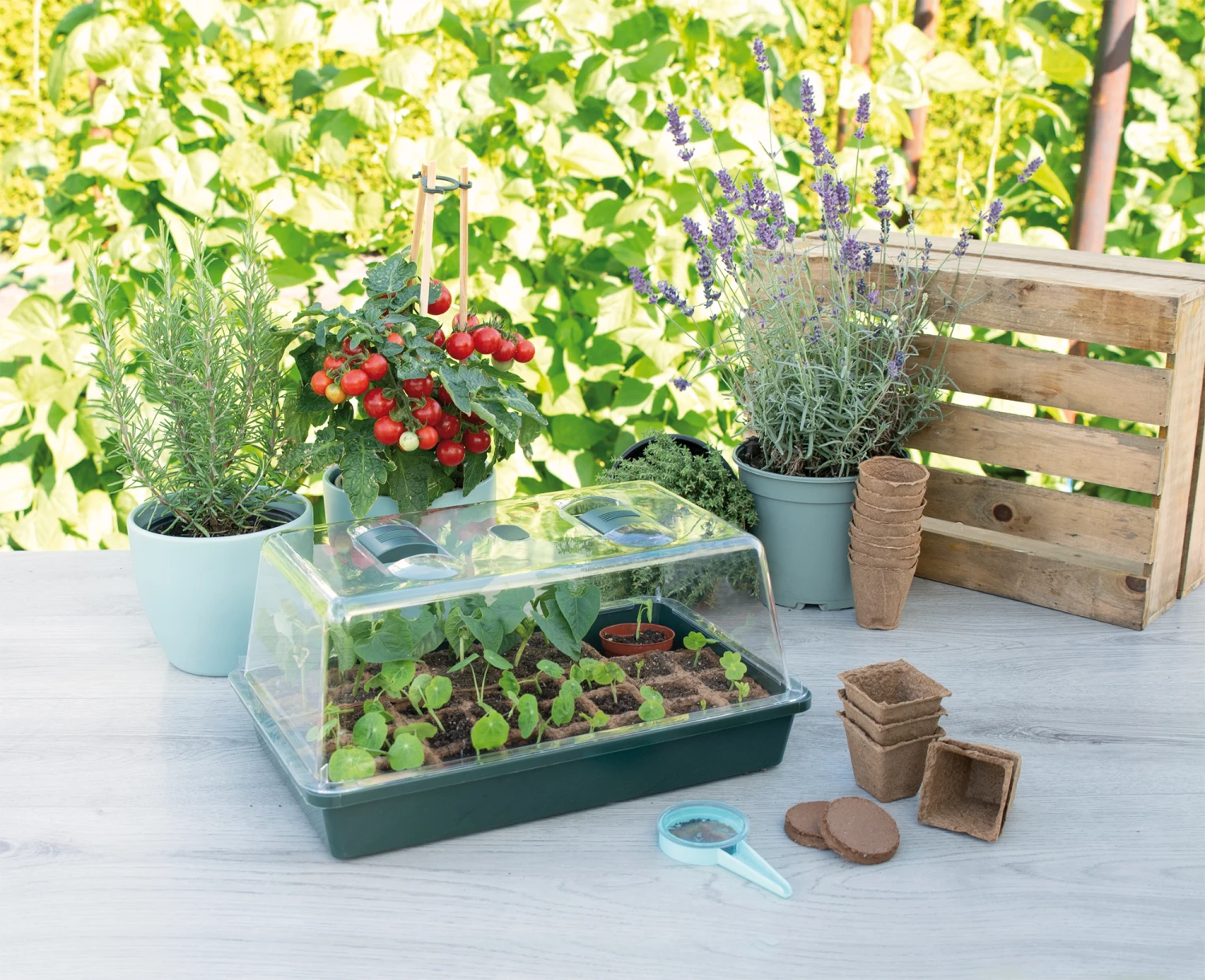 Gewächshaus Mit Belüftung | Zimmergewächshaus Von Sogo 5 Gewächshaus Mit Belüftung | Zimmergewächshaus Von Sogo – Bild 3