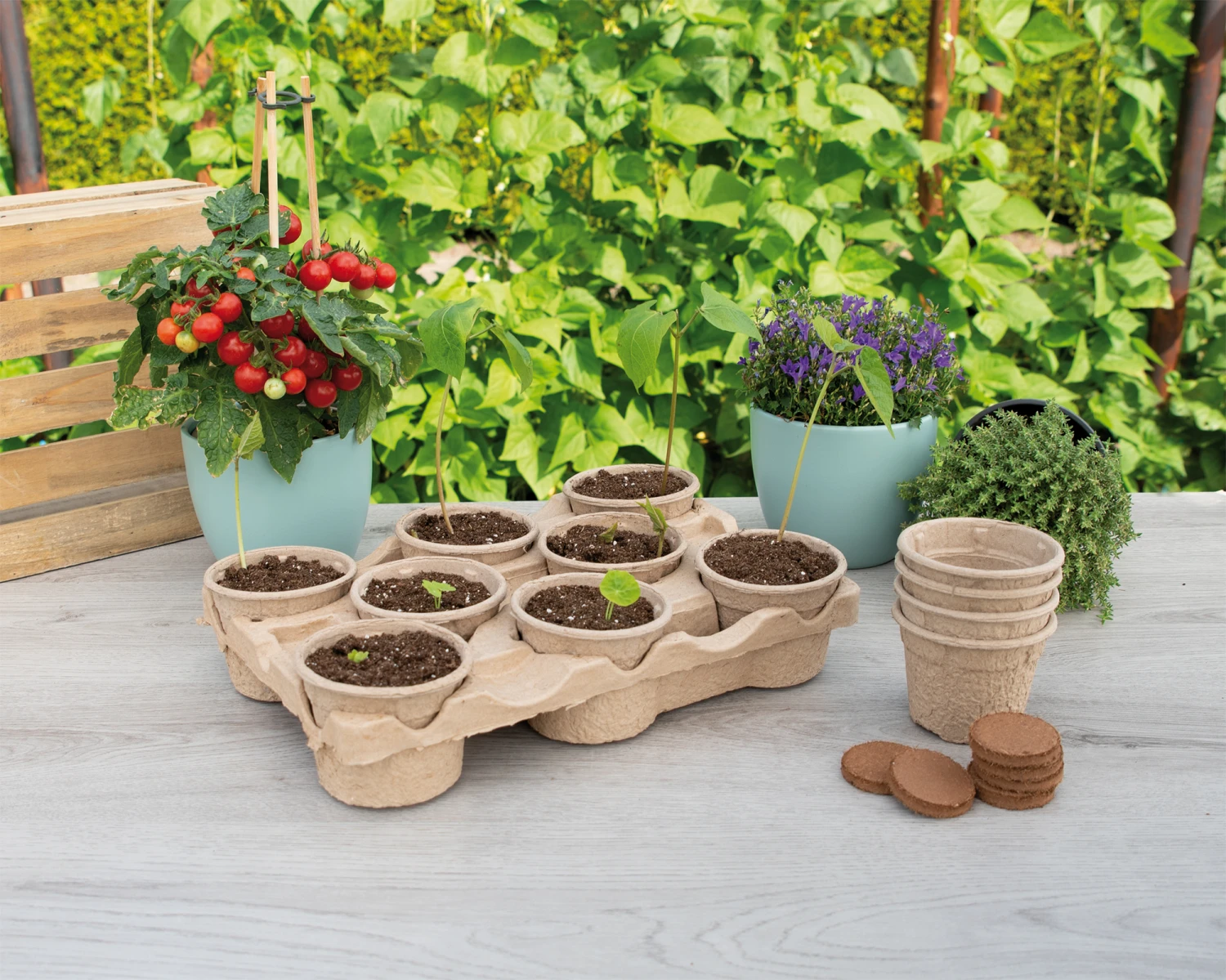 Eco Topfplatte | Anzuchtschalen Von Sogo 3 Eco Topfplatte | Anzuchtschalen Von Sogo