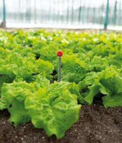 Bodenthermometer | Gartengeräte Von Sogo