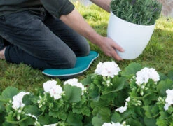 Kniekissen Blau | Gartengeräte Von Sogo -Elho Compo Geschaft 548561 Kniekissen blau 887510 sg 4