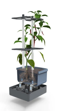 Charly Chili Chilitopf Blau | Chilitöpfe Von Gusta Garden 10 Charly Chili Chilitopf Blau | Chilitöpfe Von Gusta Garden -Elho Compo Geschaft 548626 Charly Chili Chilitopf blau 104710 gg 2