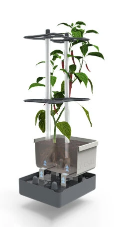 Charly Chili Chilitopf Hellgrau | Chilitöpfe Von Gusta Garden -Elho Compo Geschaft 548628 Charly Chili Chilitopf hellgrau 100710 gg 2