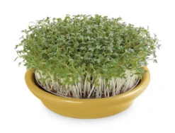 Kressesieb Gelb (12 Cm) | Sprossensiebe Von Eschenfelder 5 Kressesieb Gelb (12 Cm) | Sprossensiebe Von Eschenfelder -Elho Compo Geschaft 549193 Kressesieb gelb 12 cm 1452 ef 1