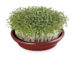 Kressesieb Weinrot (12 Cm) | Sprossensiebe Von Eschenfelder 5 Kressesieb Weinrot (12 Cm) | Sprossensiebe Von Eschenfelder -Elho Compo Geschaft 549195 Kressesieb weinrot 12 cm 1455 ef 1