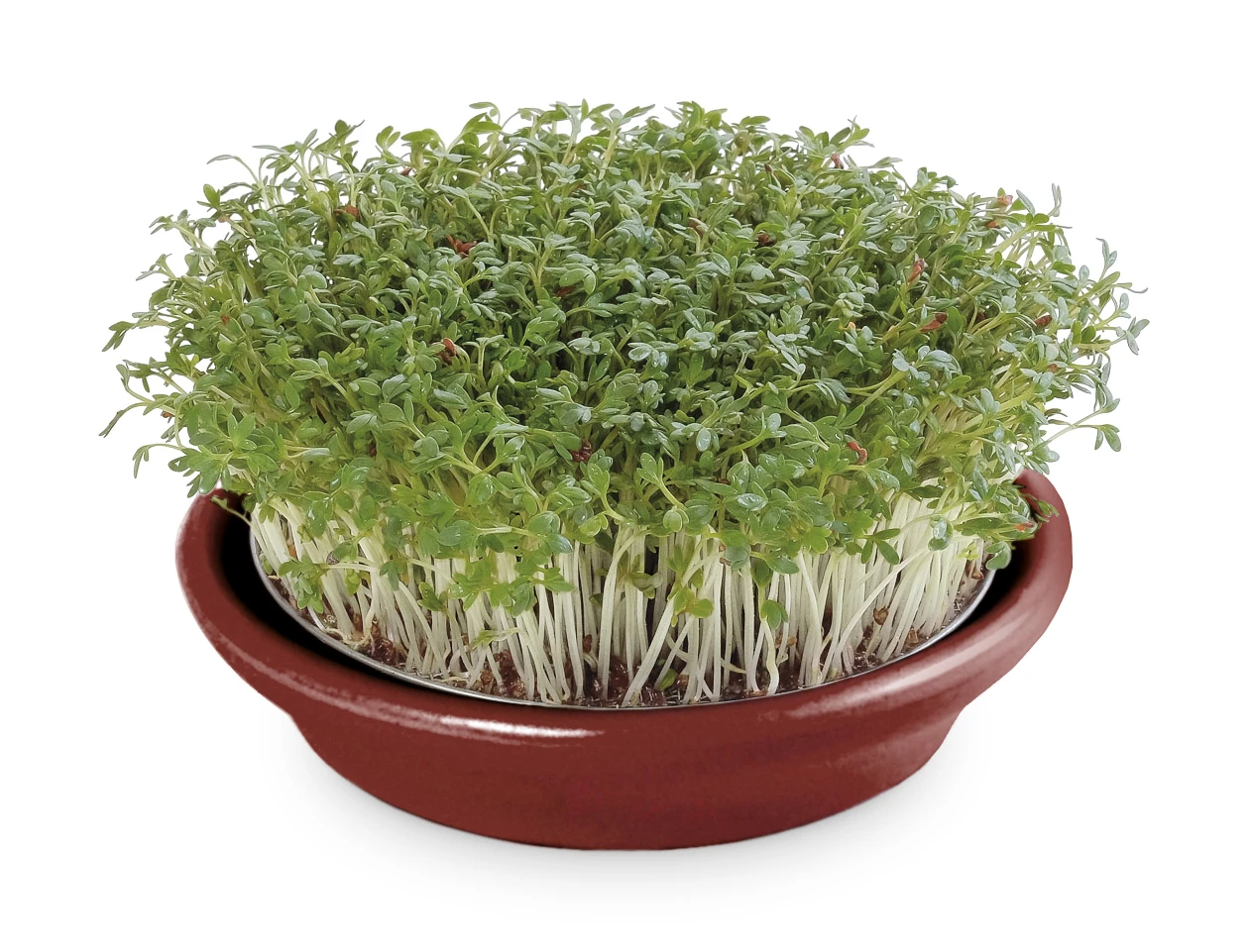 Kressesieb Weinrot (12 Cm) | Sprossensiebe Von Eschenfelder 4 Kressesieb Weinrot (12 Cm) | Sprossensiebe Von Eschenfelder – Bild 2