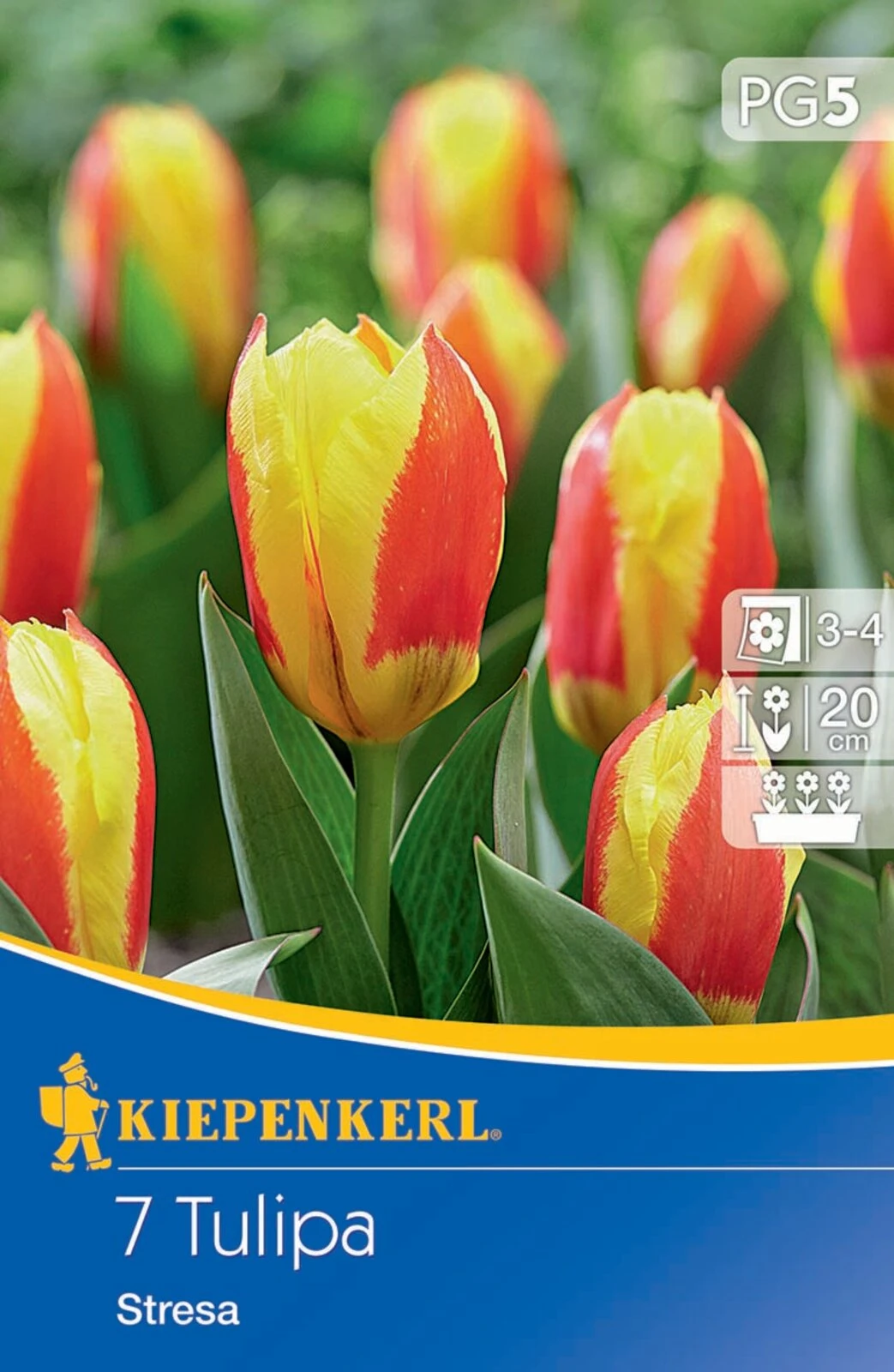 Kaufmanniana-Tulpe Stresa (7 Stück) | Tulpenzwiebeln Von Kiepenkerl 4 Kaufmanniana-Tulpe Stresa (7 Stück) | Tulpenzwiebeln Von Kiepenkerl – Bild 2