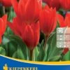 Wildtulpe Praestans Fusilier (10 Stück) | Tulpenzwiebeln Von Kiepenkerl
