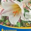 Trompetenlilie Lilium Regale (2 Stück) | Lilienzwiebeln Von Kiepenkerl -Elho Compo Geschaft 549389 Trompetenlilie Lilium regale 2 Stueck 507746 0