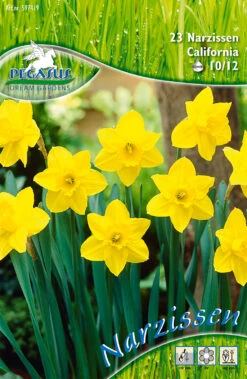 Narzisse California (23 Stück) | Narzissenzwiebeln Von Pegasus -Elho Compo Geschaft 549400 Narzisse California 23 Stueck 597419 0