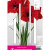 Ritterstern Red Lion (1 Stück) | Amaryllis Von Young Generation