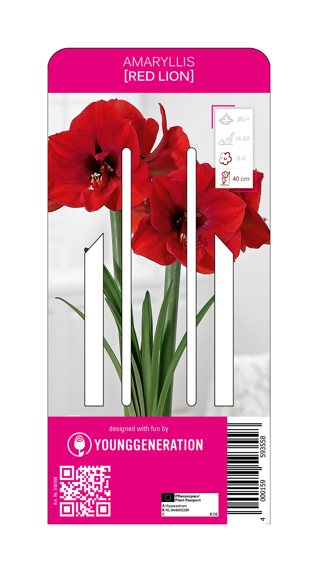 Ritterstern Red Lion (1 Stück) | Amaryllis Von Young Generation 3 Ritterstern Red Lion (1 Stück) | Amaryllis Von Young Generation