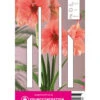 Ritterstern Rilona (1 Stück) | Amaryllis Von Young Generation -Elho Compo Geschaft 549404 Ritterstern Rilona 1 Stueck 593565 0