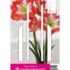 Ritterstern Minerva (1 Stück) | Amaryllis Von Young Generation -Elho Compo Geschaft 549405 Ritterstern Minerva 1 Stueck 593572 0