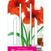 Ritterstern Orange Souvereign (1 Stück) | Amaryllis Von Young Generation -Elho Compo Geschaft 549406 Ritterstern Orange Souvereign 1 Stueck 593589 0