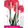 Ritterstern Vera (1 Stück) | Amaryllis Von Young Generation 2 Ritterstern Vera (1 Stück) | Amaryllis Von Young Generation -Elho Compo Geschaft 549407 Ritterstern Vera 1 Stueck 593596 0