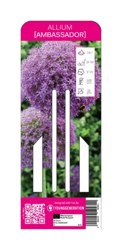 Zierlauch Ambassador (1 Stück) | Zierlauch Von Young Generation