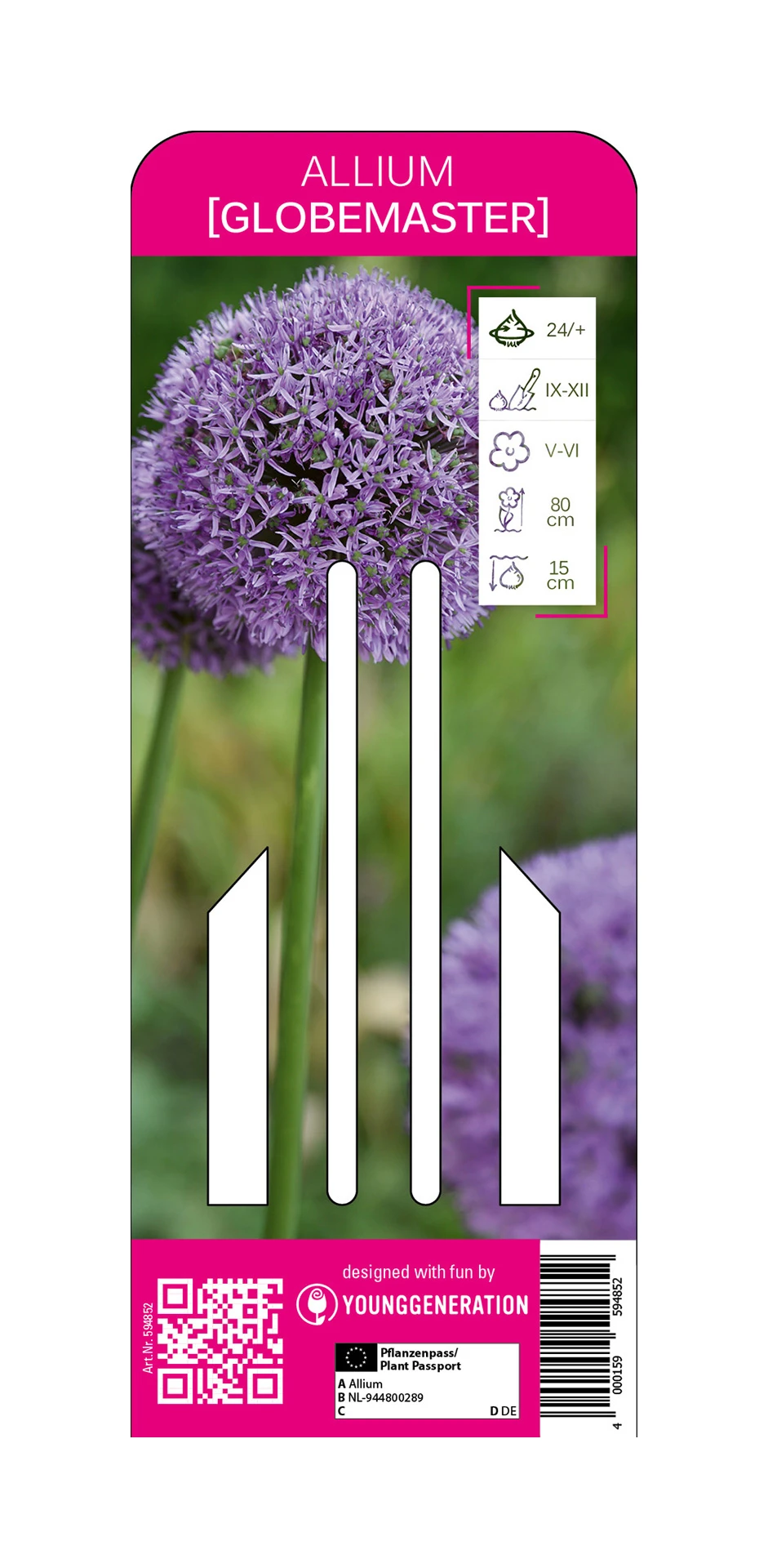 Zierlauch Globemaster (1 Stück) | Zierlauch Von Young Generation 3 Zierlauch Globemaster (1 Stück) | Zierlauch Von Young Generation