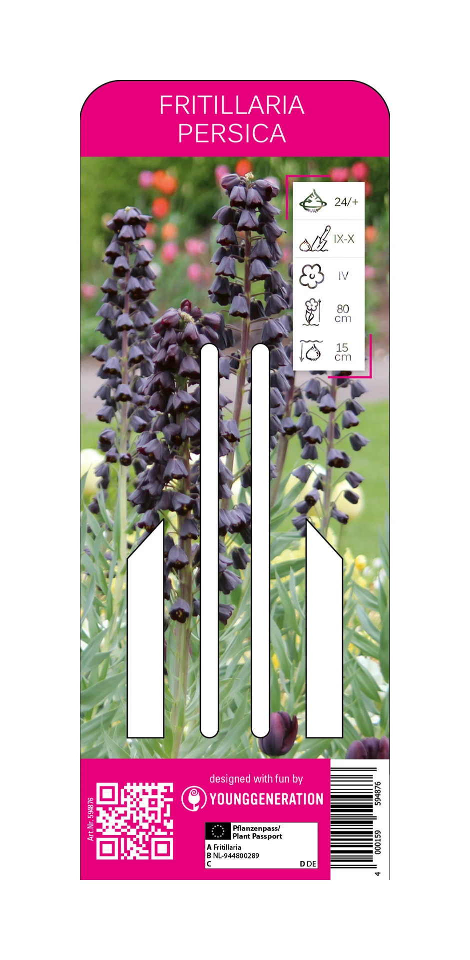 Persische Kaiserkrone (1 Stück) | Fritillarianzwiebeln Von Young Generation 3 Persische Kaiserkrone (1 Stück) | Fritillarianzwiebeln Von Young Generation