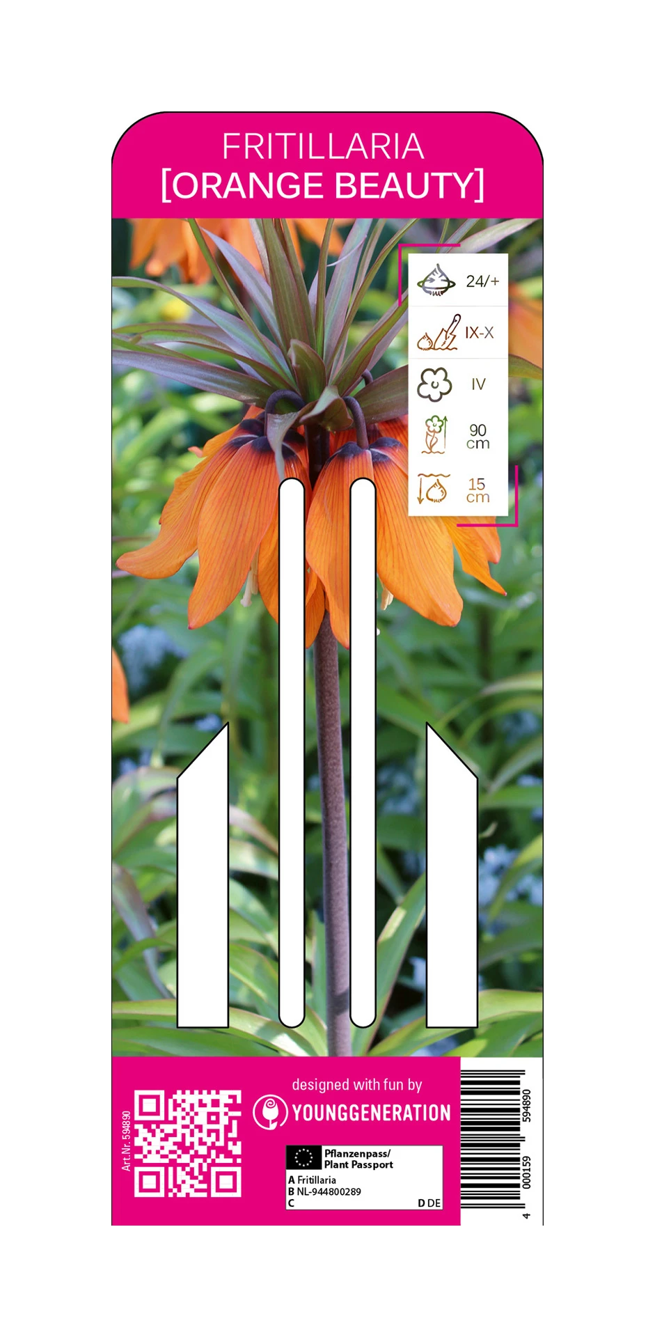 Kaiserkrone Orange Beauty (1 Stück) | Fritillarianzwiebeln Von Young Generation 3 Kaiserkrone Orange Beauty (1 Stück) | Fritillarianzwiebeln Von Young Generation